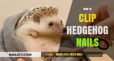 Gentle Hedgehog Nail Care: A Step-by-Step Guide to Safe Clipping