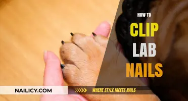 Mastering Lab Nail Clipping: A Step-by-Step Guide for Healthy Paws