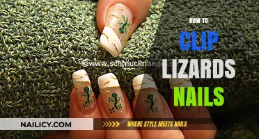 Safe and Stress-Free Lizard Nail Clipping: A Step-by-Step Guide
