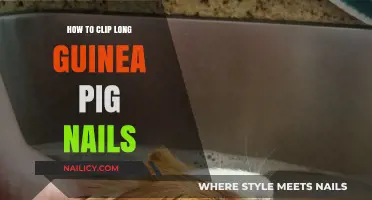 Clipping Your Guinea Pig's Nails: A Step-by-Step Guide