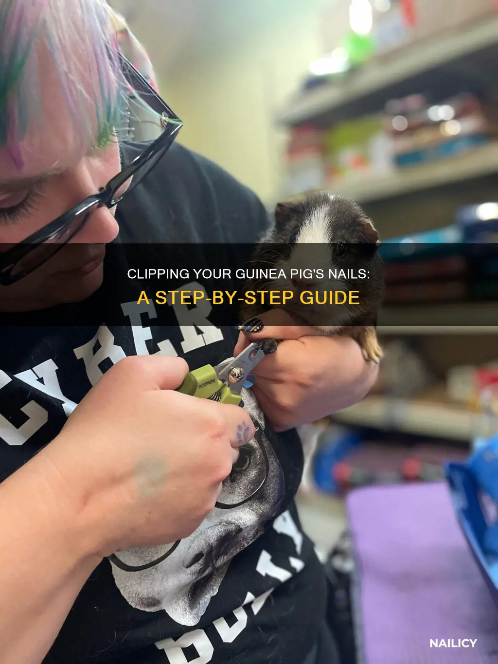 how to clip long guinea pig nails
