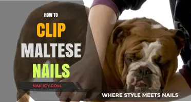 Mastering Maltese Nail Care: A Step-by-Step Guide to Clipping