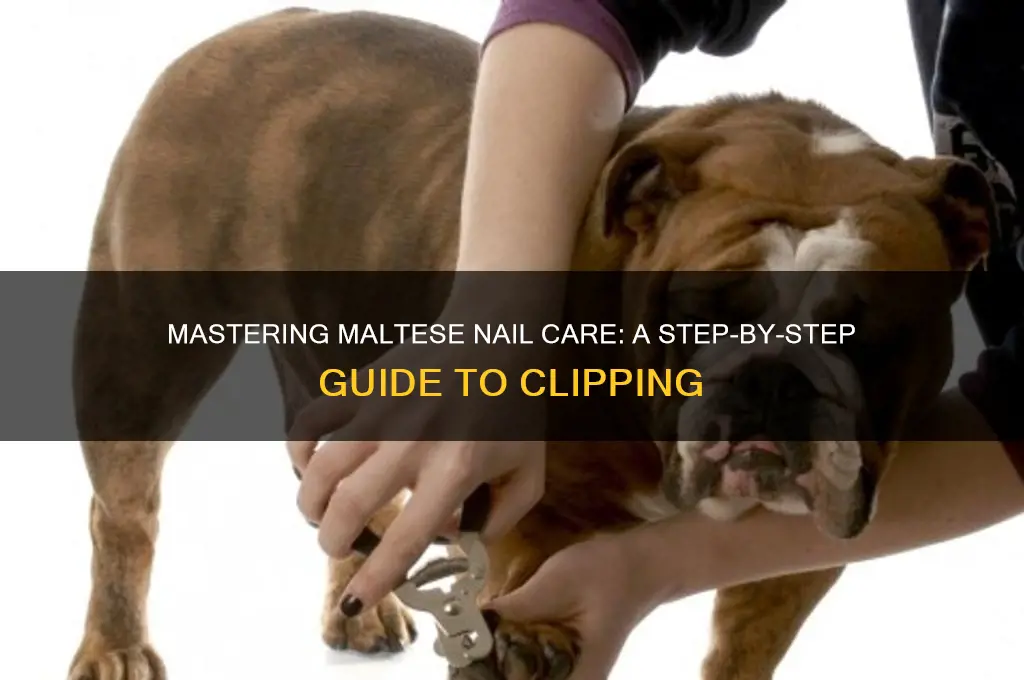 how to clip maltese nails