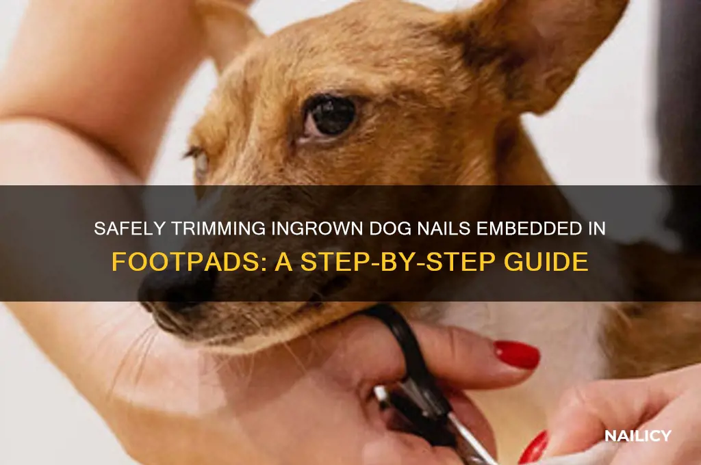 how to clip nail dug into footpad