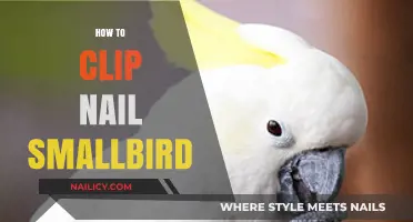 Safe and Gentle Nail Clipping Guide for Small Birds