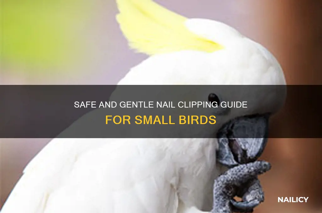 how to clip nail smallbird