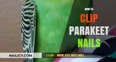 Easy Steps for Safely Trimming Your Parakeet’s Nails at Home