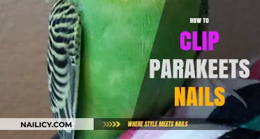 Easy Guide to Safely Trimming Your Parakeet’s Nails at Home