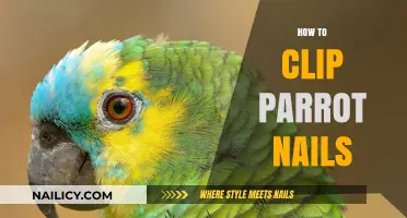 Easy Steps for Safe and Stress-Free Parrot Nail Clipping at Home