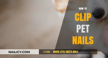 Mastering Pet Nail Care: A Step-by-Step Guide to Clipping Safely