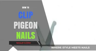 Easy Guide to Safely Clipping Your Pigeon’s Nails at Home