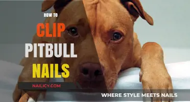 Mastering Pitbull Nail Care: Safe and Stress-Free Clipping Techniques