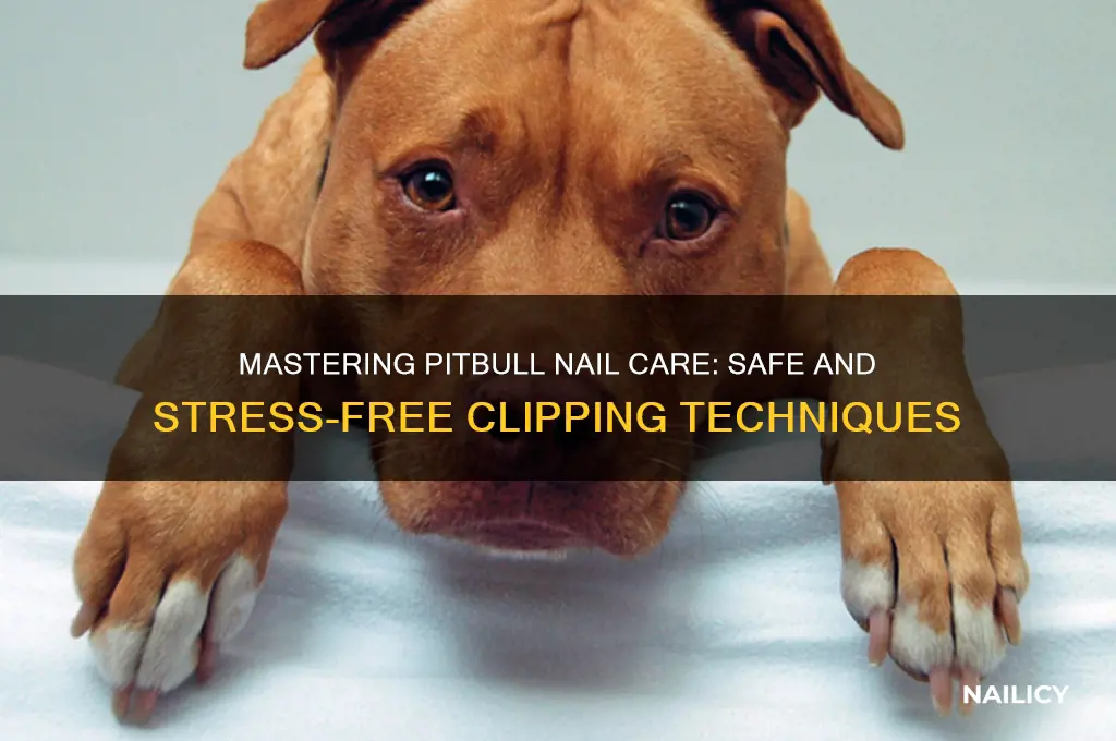 how to clip pitbull nails