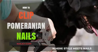 Mastering Pomeranian Nail Care: A Step-by-Step Clipping Guide