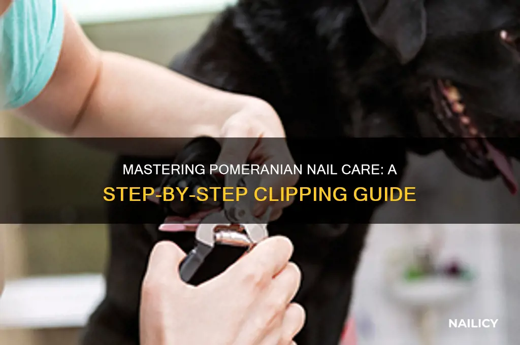 how to clip pomeranian nails