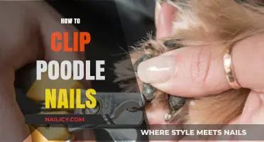 Mastering Poodle Nail Clipping: A Step-by-Step Guide for Owners