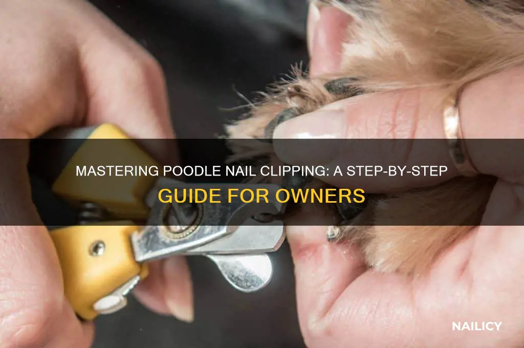 how to clip poodle nails