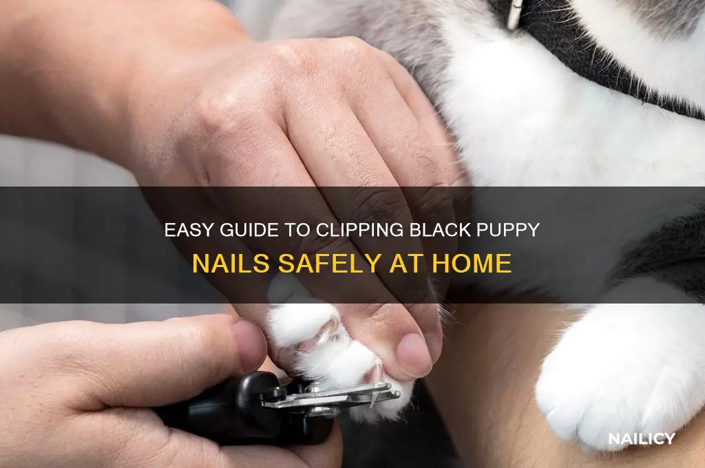 how to clip puppy