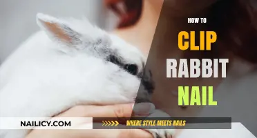 Easy Steps for Safely Clipping Your Rabbit’s Nails at Home