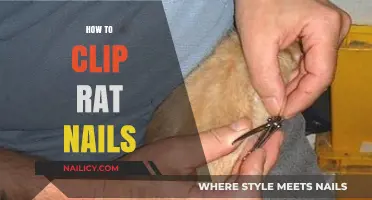 Easy Guide to Safely Clipping Your Pet Rat's Nails at Home