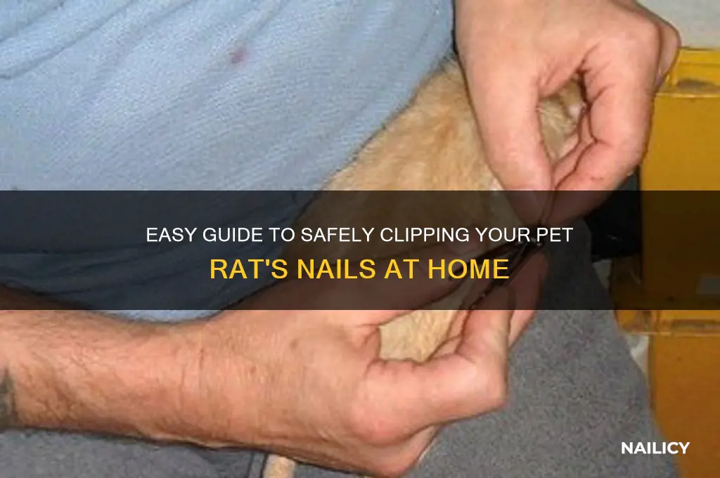 how to clip rat nails