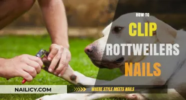 Mastering Rottweiler Nail Care: A Step-by-Step Clipping Guide
