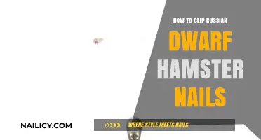 Easy Guide to Safely Clipping Your Russian Dwarf Hamster's Nails