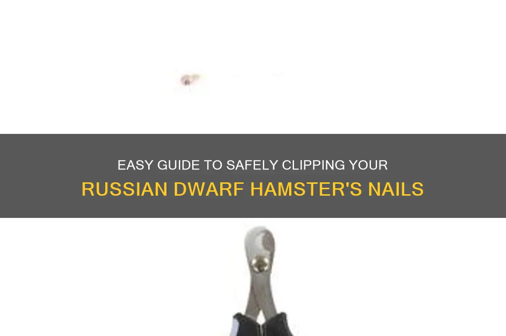 how to clip russian dwarf hamster nails