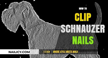 Mastering Schnauzer Nail Care: A Step-by-Step Clipping Guide