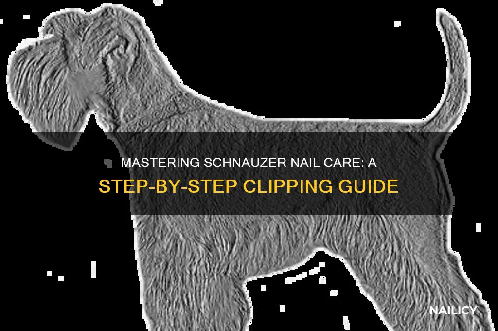 how to clip schnauzer nails