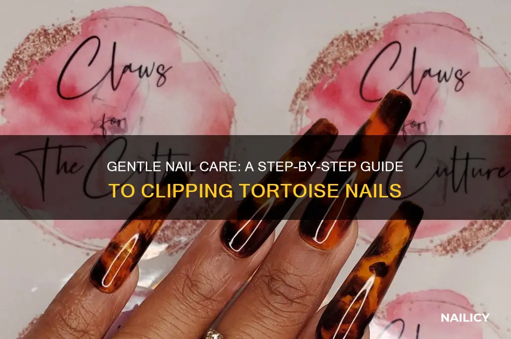 how to clip tortoise nails