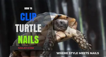 Safe and Easy Guide to Clipping Your Turtle's Nails at Home