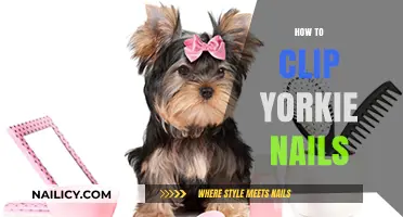 Easy Guide to Clipping Your Yorkie's Nails Safely at Home