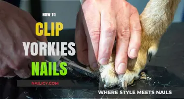 Mastering Yorkie Nail Care: A Step-by-Step Clipping Guide