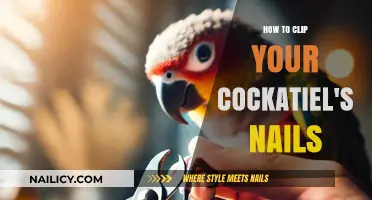 Easy Guide to Safely Trimming Your Cockatiel's Nails at Home