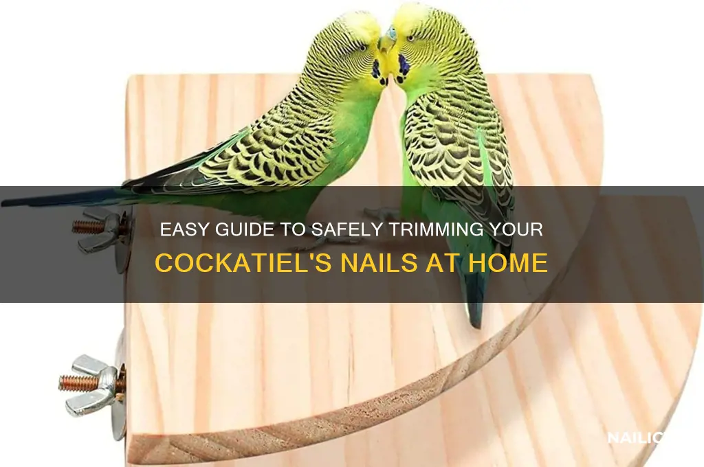 how to clip your cockatiel