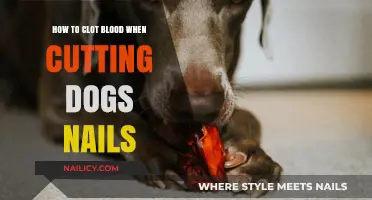 Stop the Bleed: Dog Nail Cutting Quick Fix