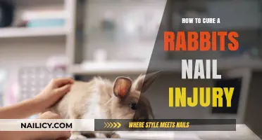 Healing Your Rabbit’s Nail Injury: A Step-by-Step Care Guide