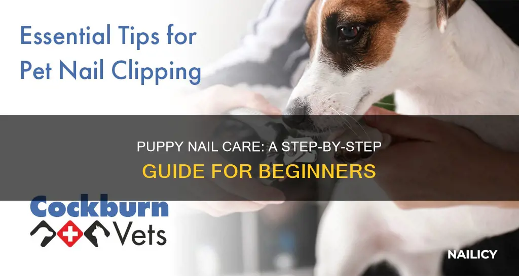 how to cut 3 month old puppy nails