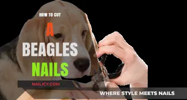 Trimming Your Beagle's Nails: A Step-by-Step Guide