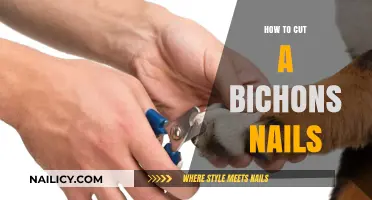 Trimming Your Bichon's Nails: A Step-by-Step Guide