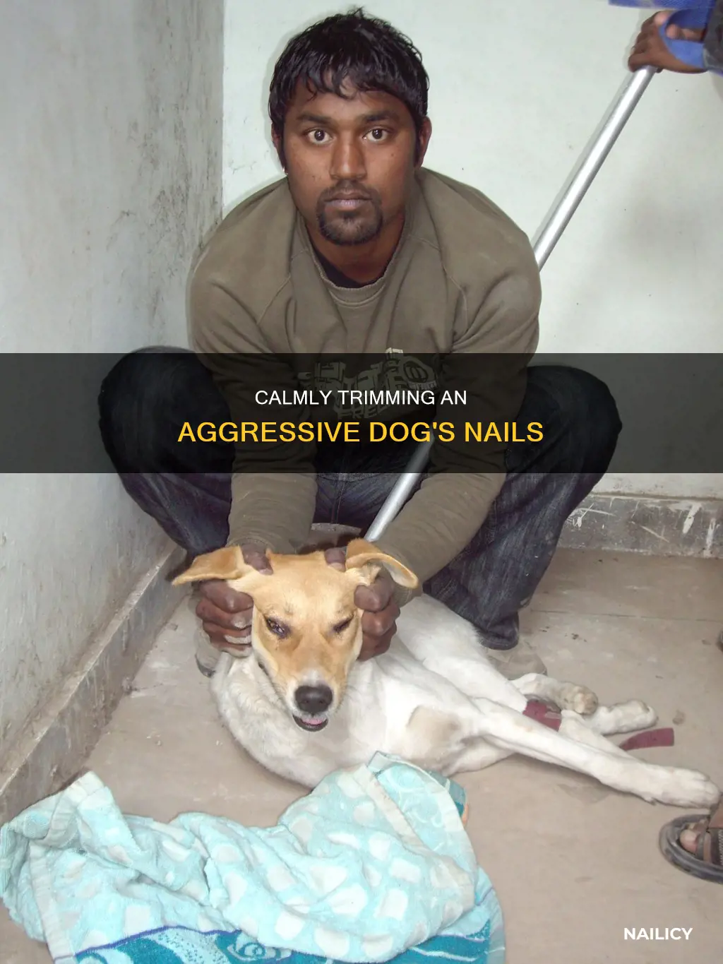 how to cut a big aggressive dog