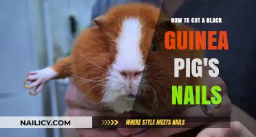 Trimming Your Black Guinea Pig's Nails: A Step-by-Step Guide