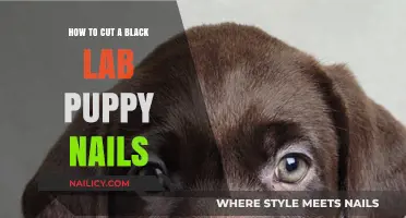 Trimming Your Black Lab Puppy's Nails: A Step-by-Step Guide