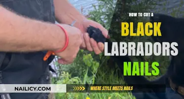 Trimming Black Lab Nails: A Step-by-Step Guide