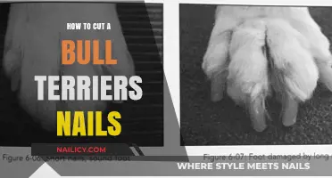 Trimming Your Bull Terrier's Nails: A Step-by-Step Guide