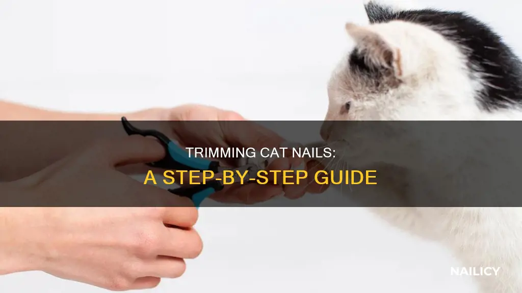 how to cut a cat nail