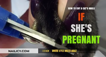 Trimming Nails Safely: Tips for Pregnant Cats