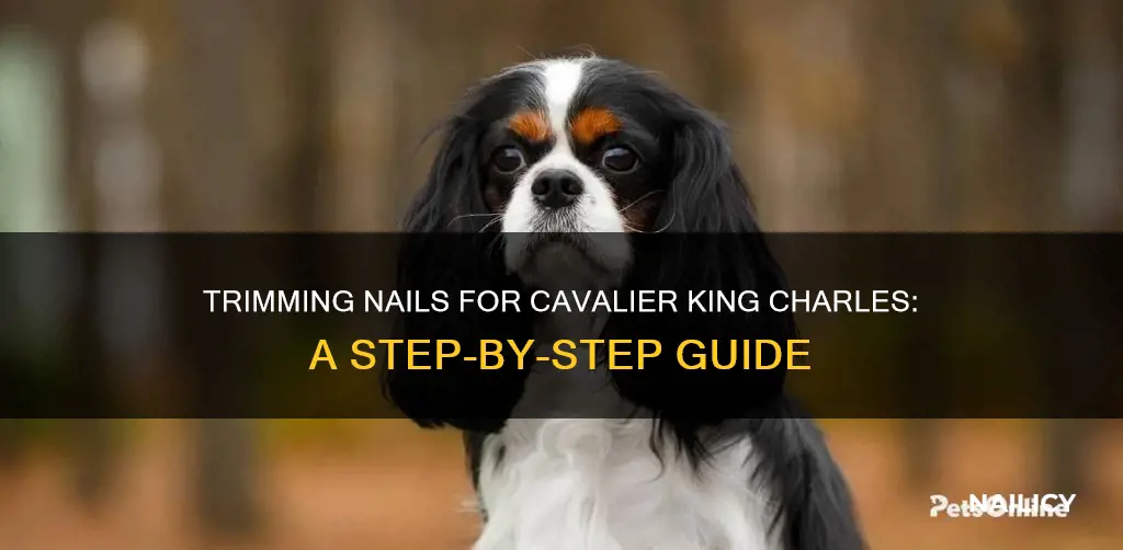 how to cut a cavalier king charles nails