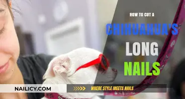 Trimming Your Chihuahua's Nails: A Step-by-Step Guide